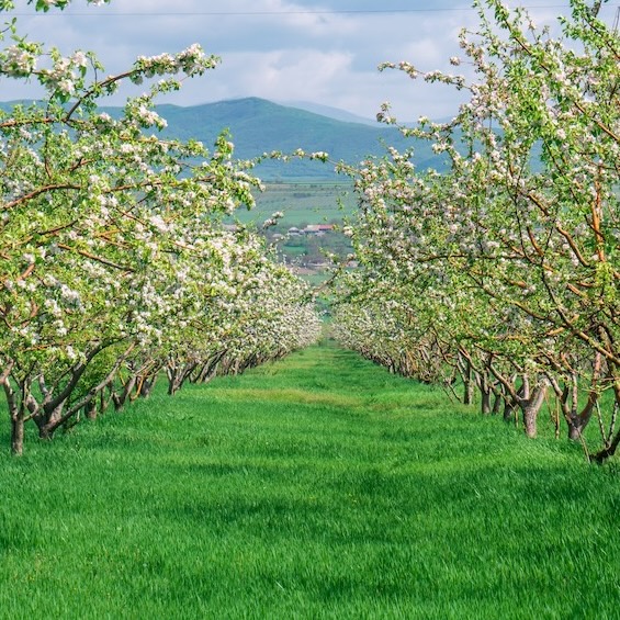 valsamoggia chi siamo meli.jpg